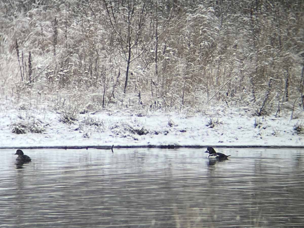 עבראש איסלנדי - ML645146119