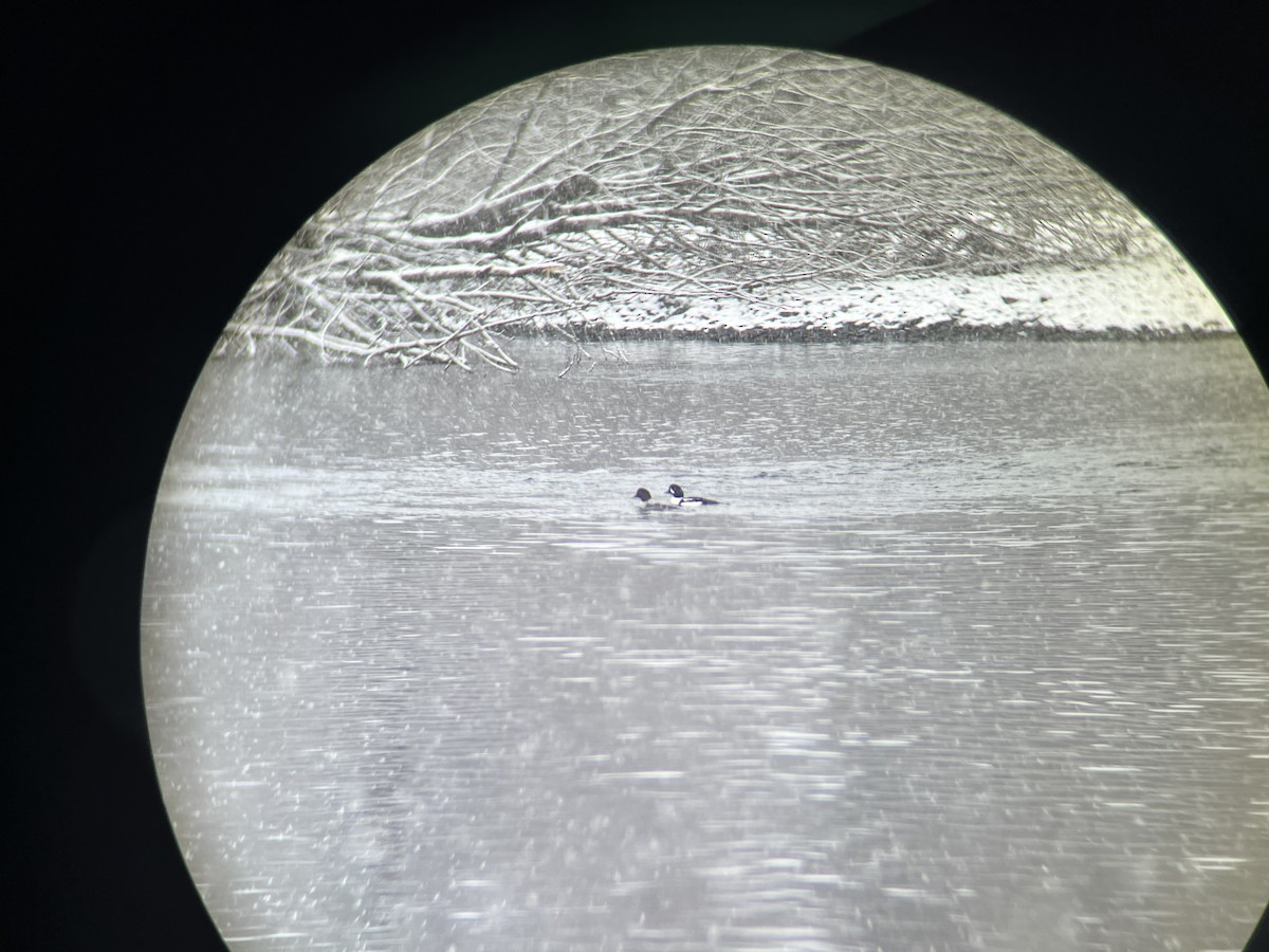 עבראש איסלנדי - ML645146120