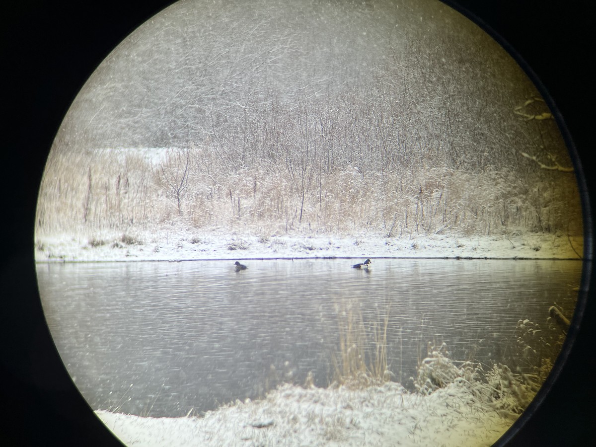 עבראש איסלנדי - ML645146121