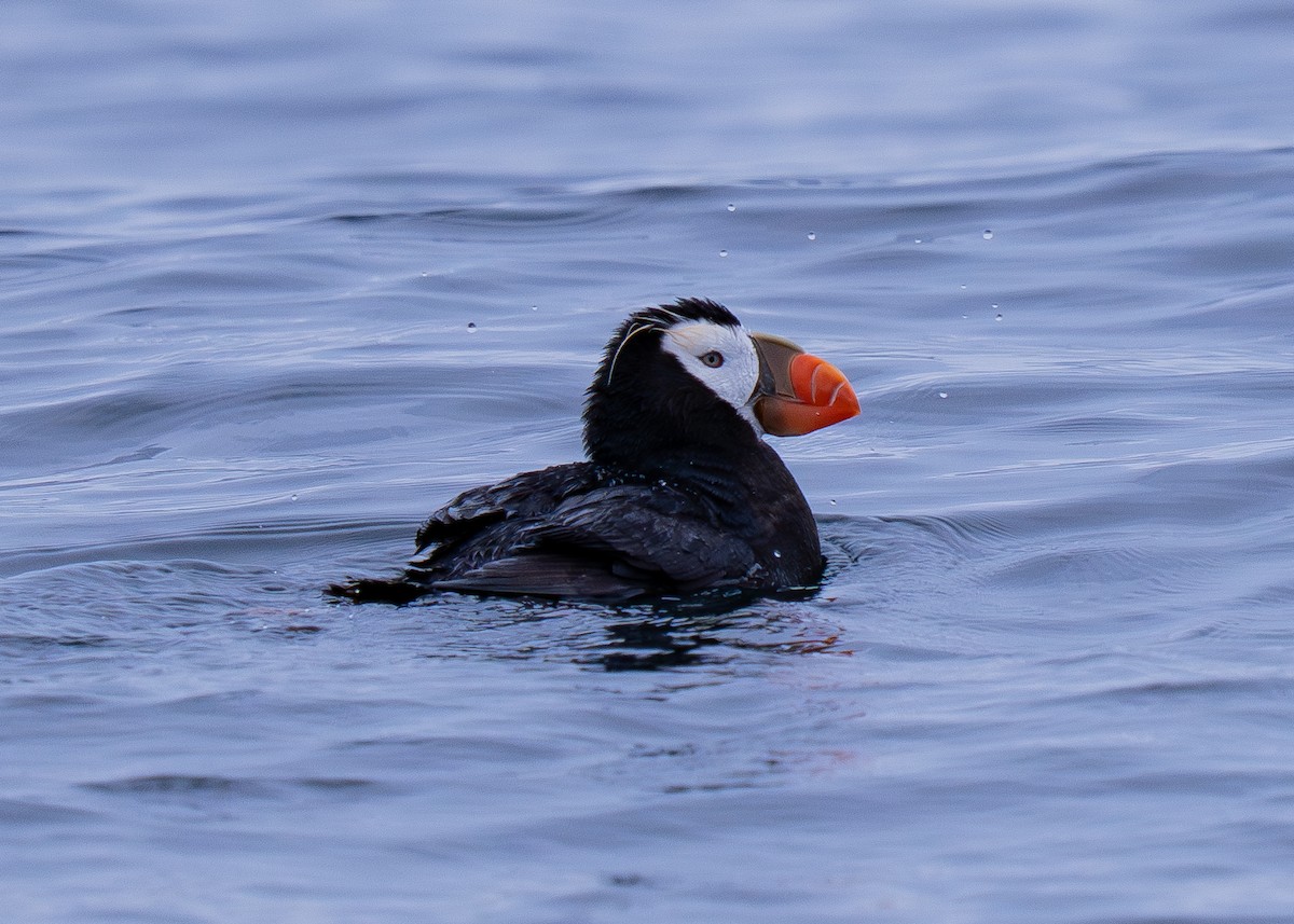 Tufted Puffin - ML645146125
