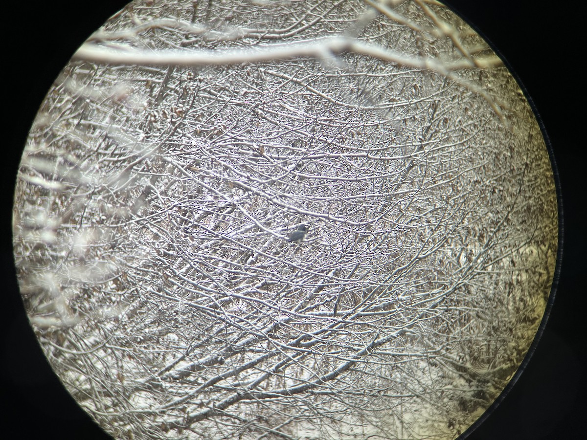 Belted Kingfisher - ML645146126