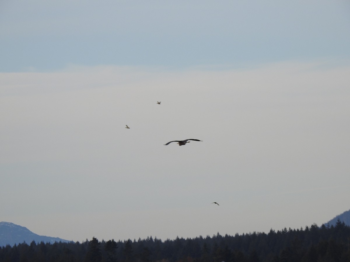 Great Blue Heron - ML645146135