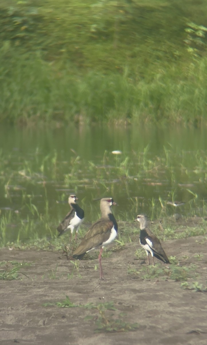 Southern Lapwing - ML645146138