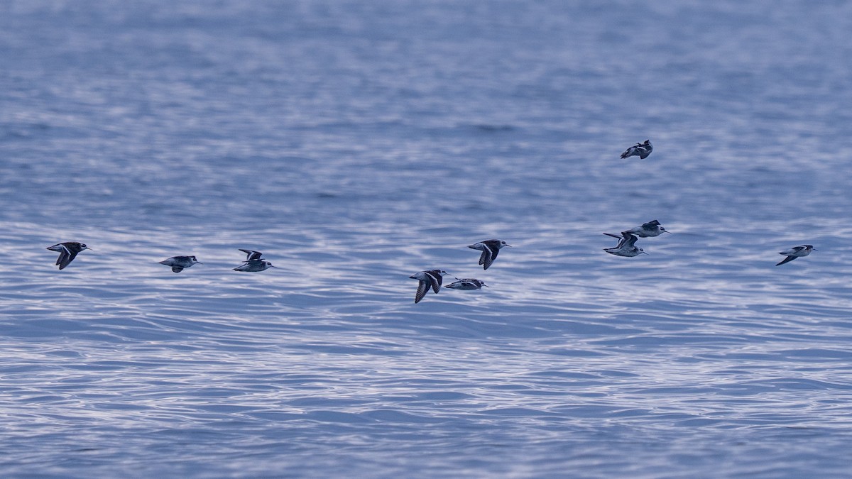 Нарийн сэлээхэй - ML645146139