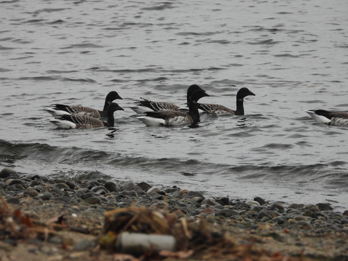 Brant - ML645146146