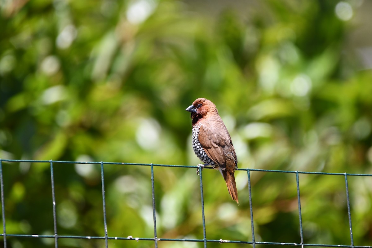 Scaly-breasted Munia - ML645146148