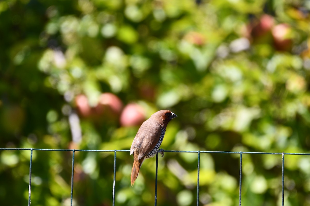 Scaly-breasted Munia - ML645146149