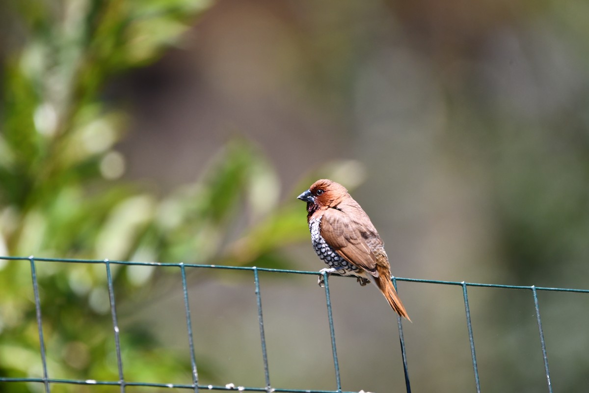 Scaly-breasted Munia - ML645146150