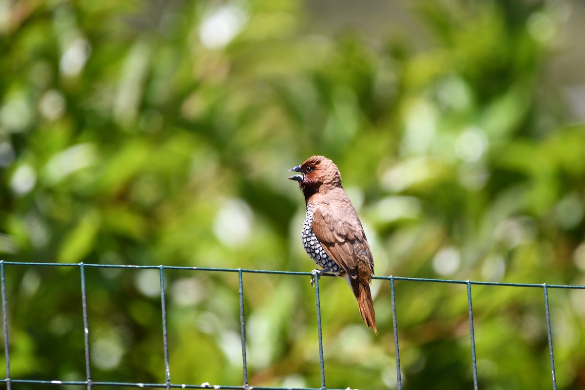 Scaly-breasted Munia - ML645146151