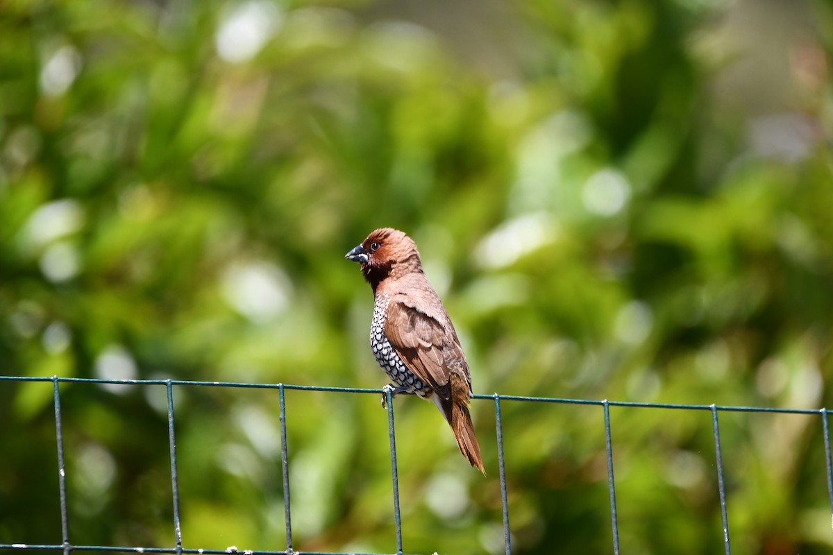 Scaly-breasted Munia - ML645146152