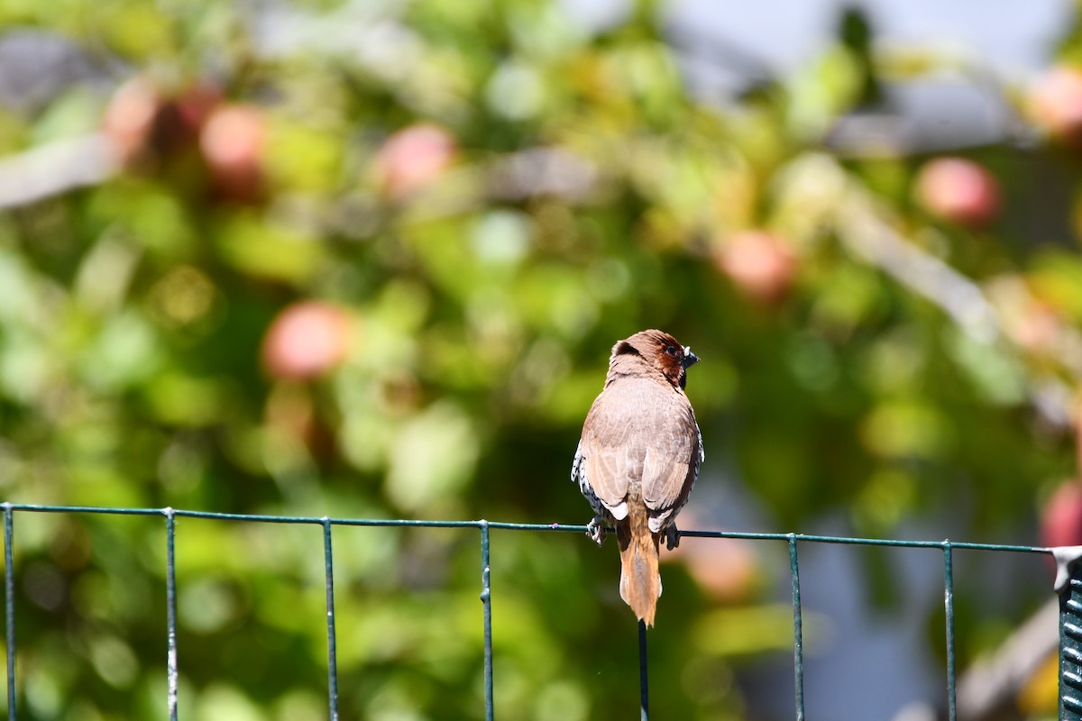 Scaly-breasted Munia - ML645146153