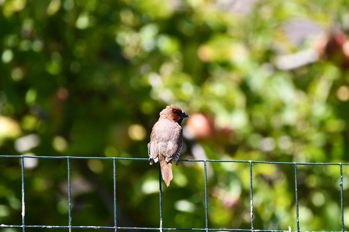 Scaly-breasted Munia - ML645146154