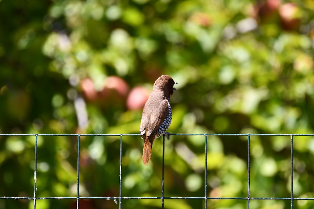 Scaly-breasted Munia - ML645146155