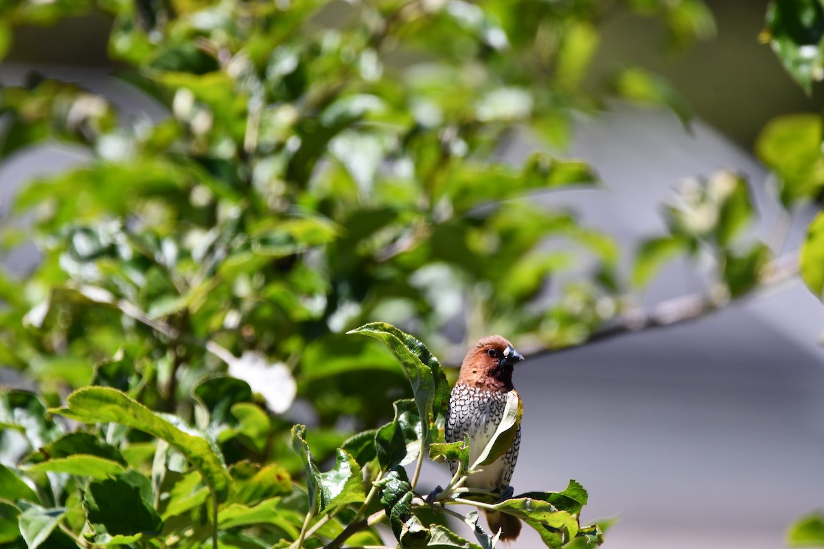 Scaly-breasted Munia - ML645146156