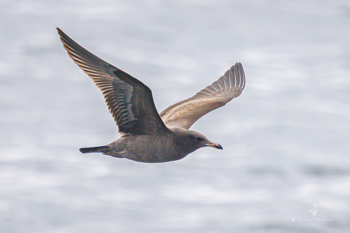 Heermann's Gull - ML645146160