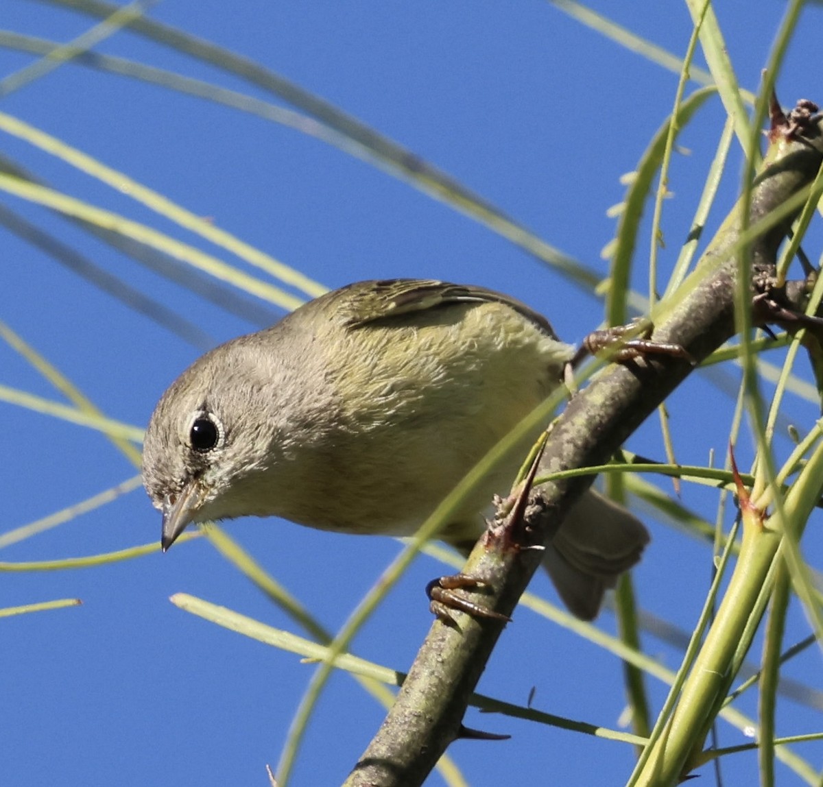Orange-crowned Warbler - ML645146161