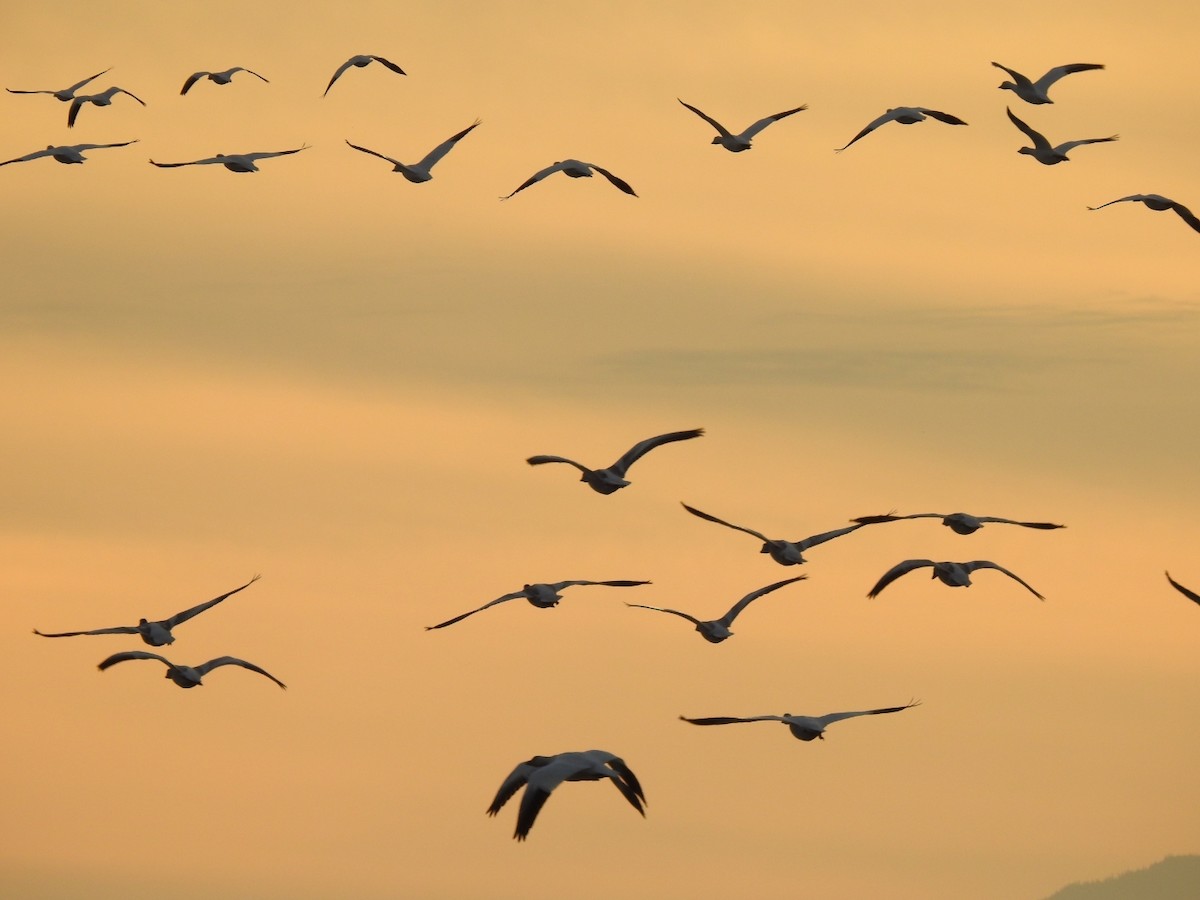 Snow Goose - ML645146162