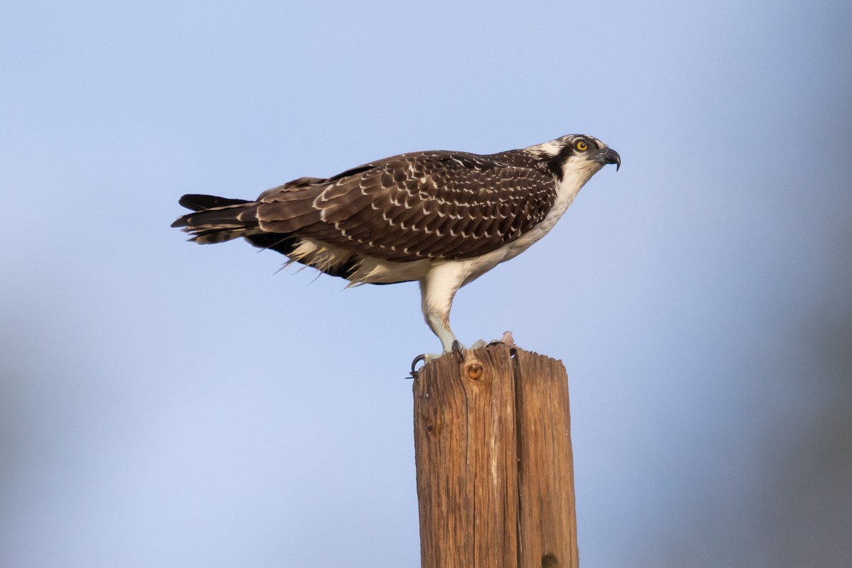 Osprey - ML645146163
