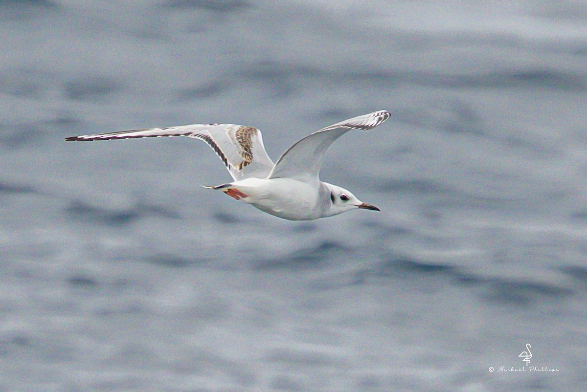 Bonaparte's Gull - ML645146164