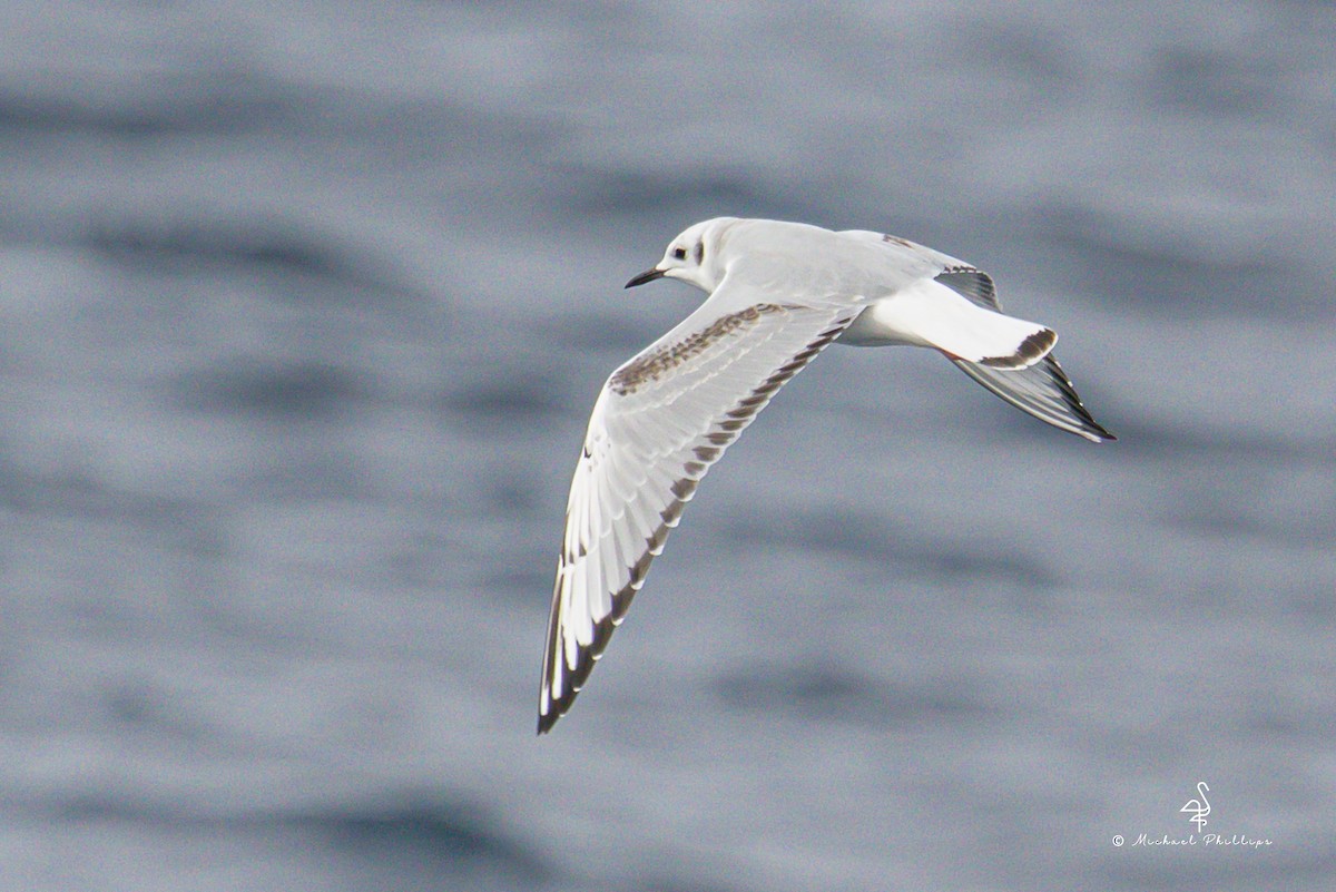 Bonaparte's Gull - ML645146165