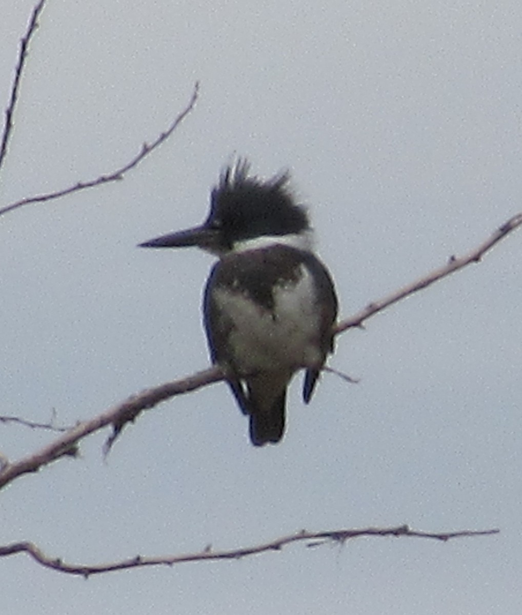 Belted Kingfisher - ML645146167
