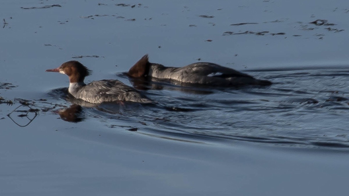 Common Merganser - ML645146168