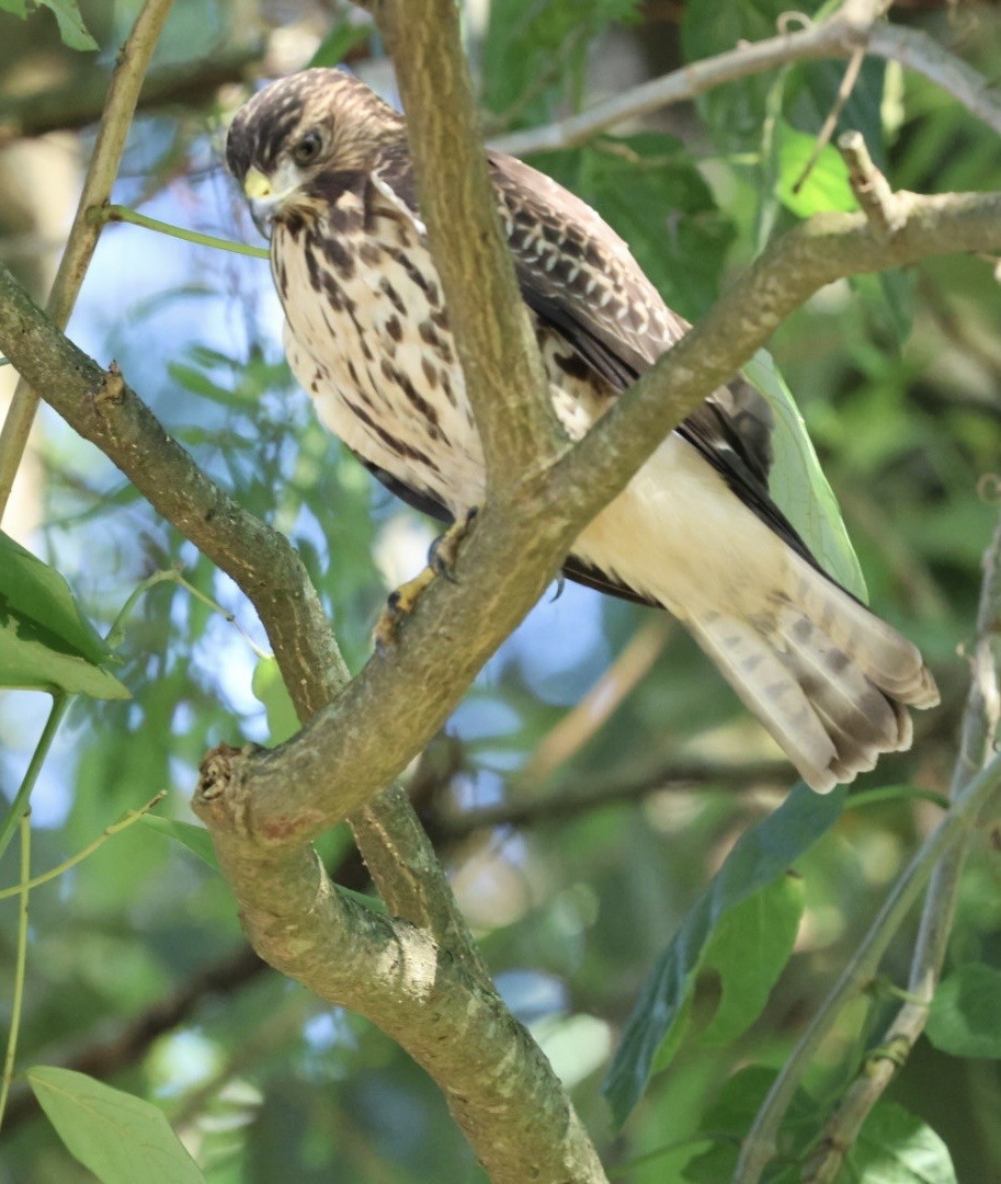 Broad-winged Hawk - ML645146169
