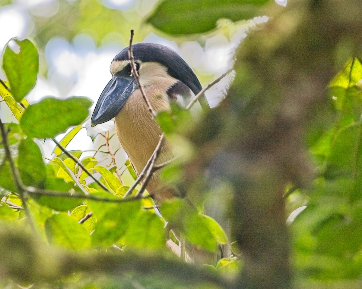 Boat-billed Heron - ML645146170