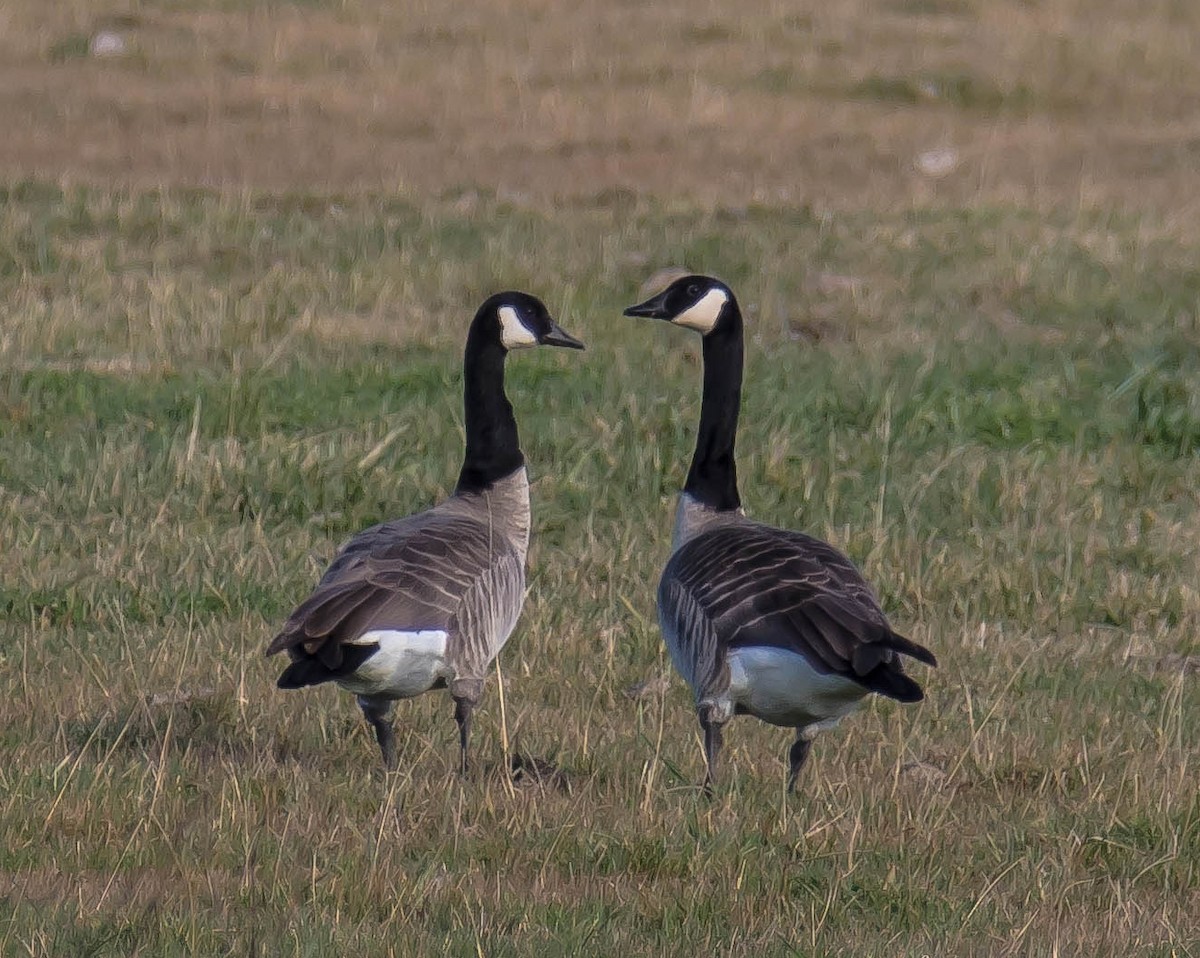 Canada Goose - ML645146171