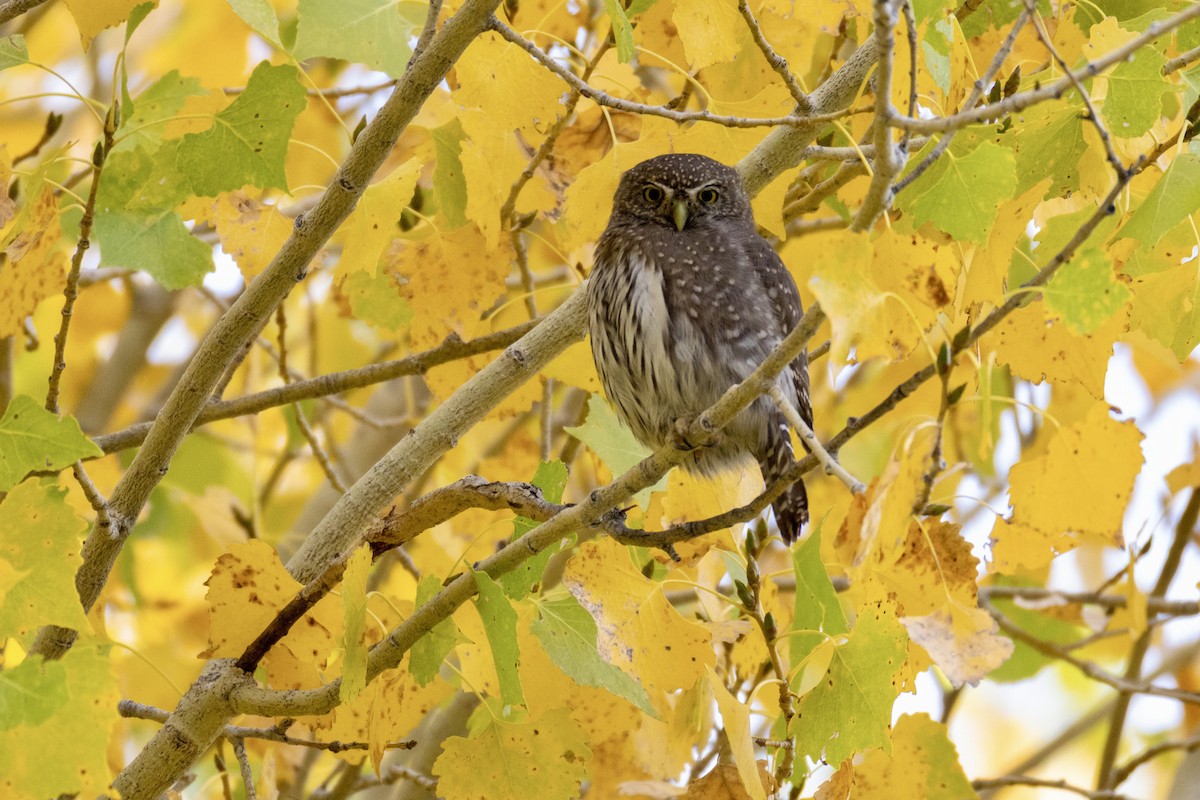 Northern Pygmy-Owl - ML645146172
