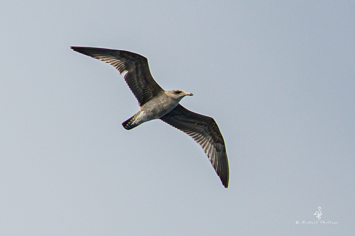 California Gull - ML645146173