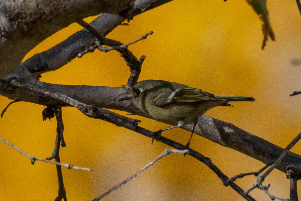 Ruby-crowned Kinglet - ML645146174