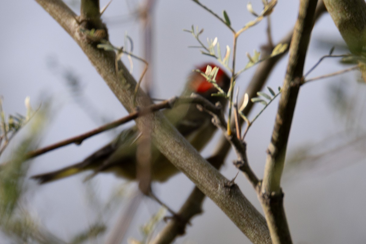 Ruby-crowned Kinglet - ML645146175