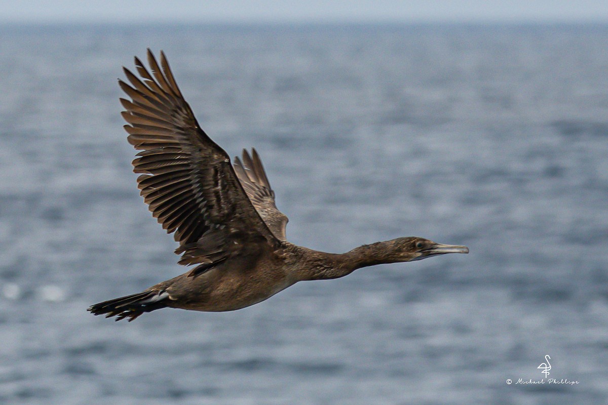 Brandt's Cormorant - ML645146176