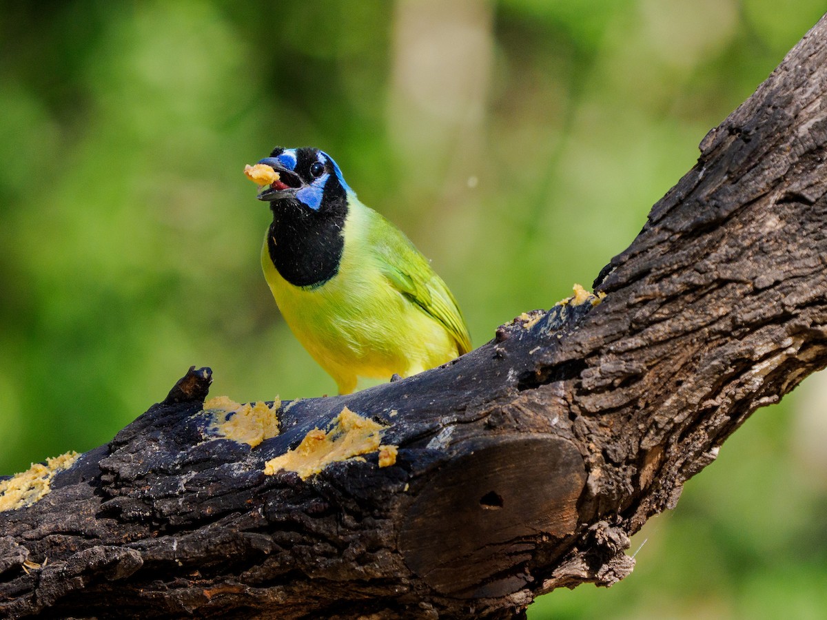 Yeşil Karga - ML645146201