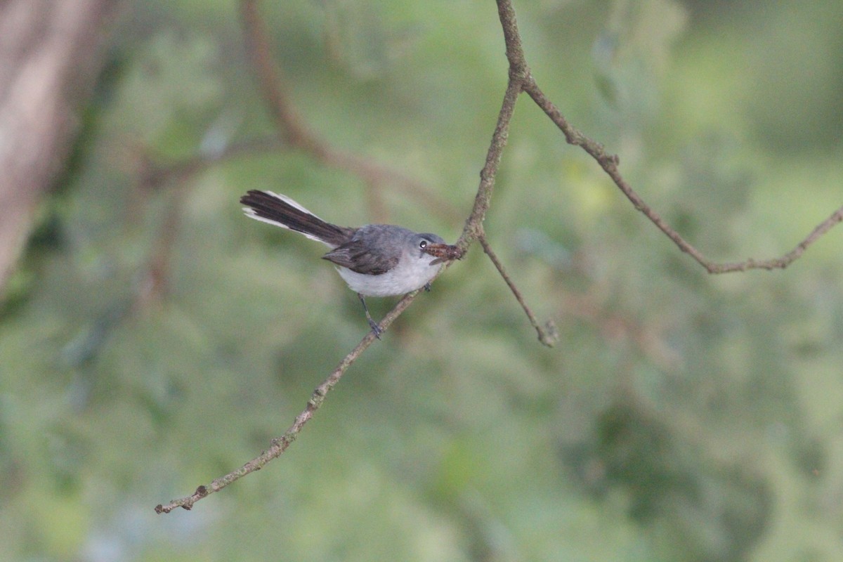 Голубая комароловка - ML645146202