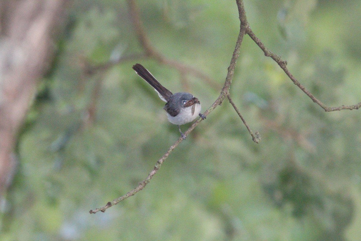 Голубая комароловка - ML645146203