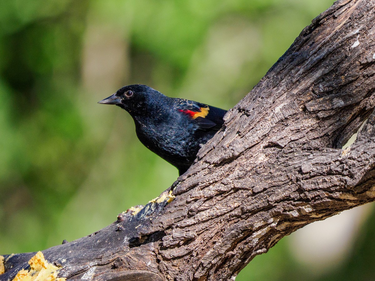 Red-winged Blackbird - ML645146206