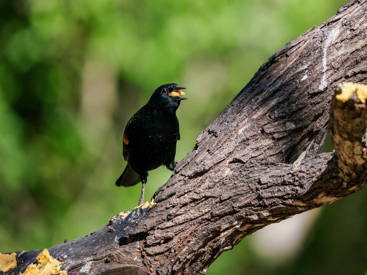Red-winged Blackbird - ML645146207