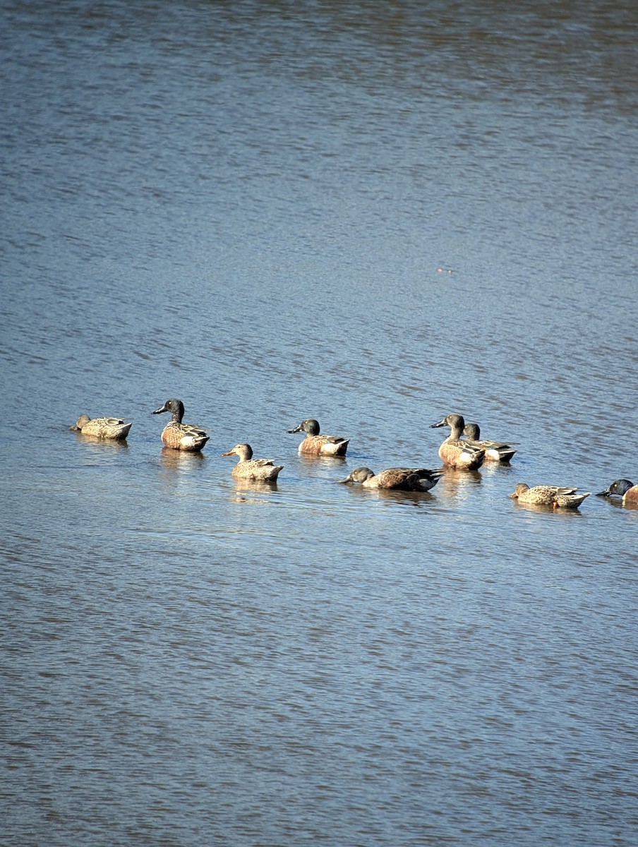 Mestolone - ML645146224