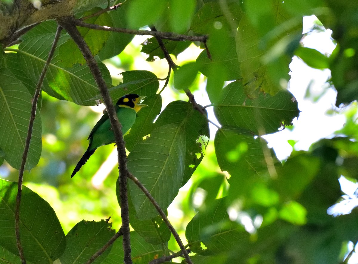Long-tailed Broadbill - ML645146227