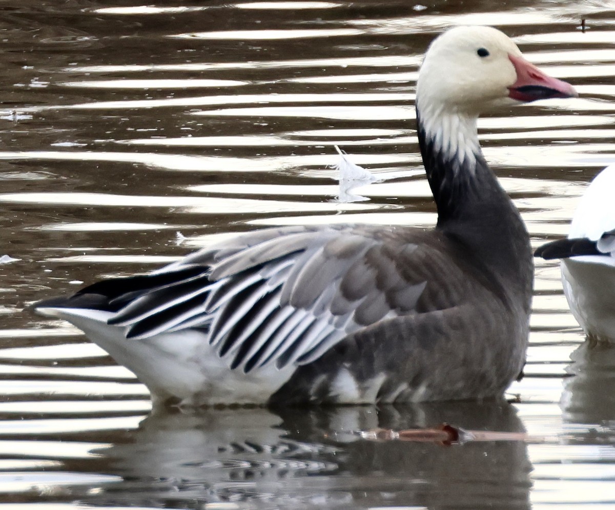 Snow Goose - ML645146228