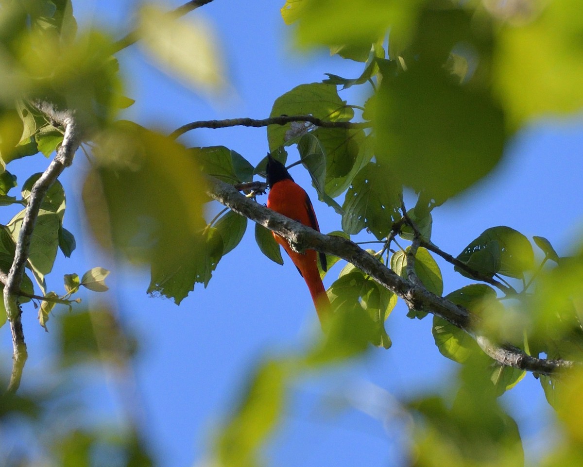 Scarlet Minivet - ML645146229