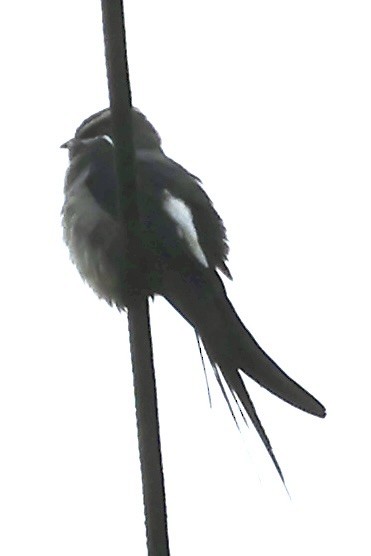 Moustached Treeswift - ML645146230