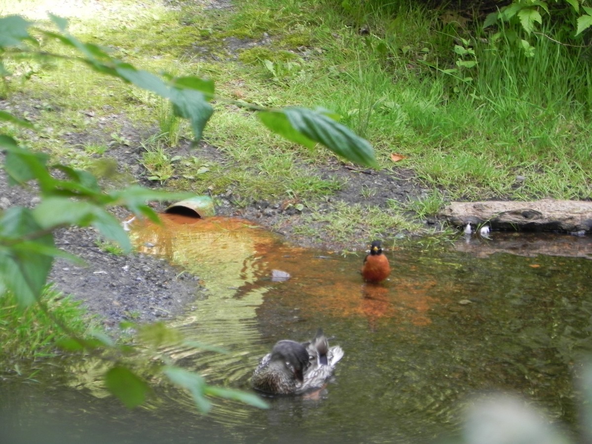 American Robin - ML645146234