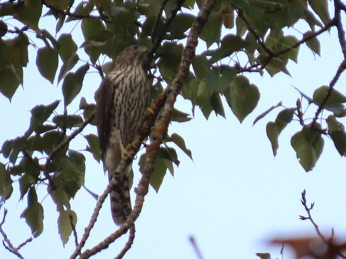 Cooper's Hawk - ML645146235