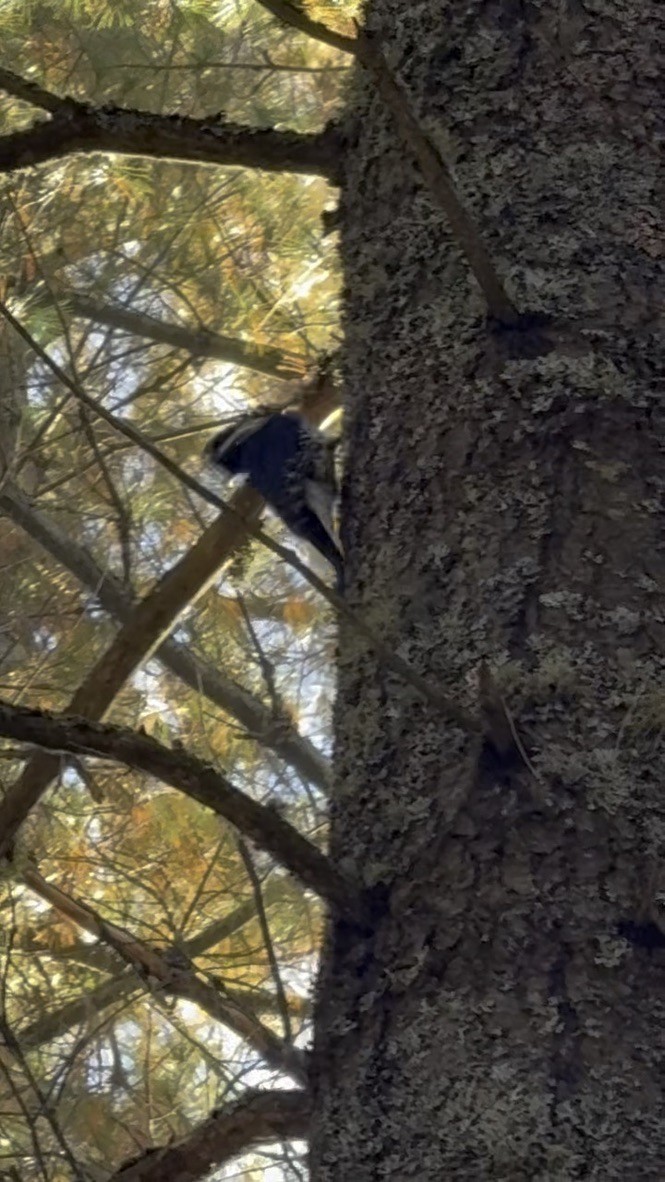 Black-backed Woodpecker - ML645146240