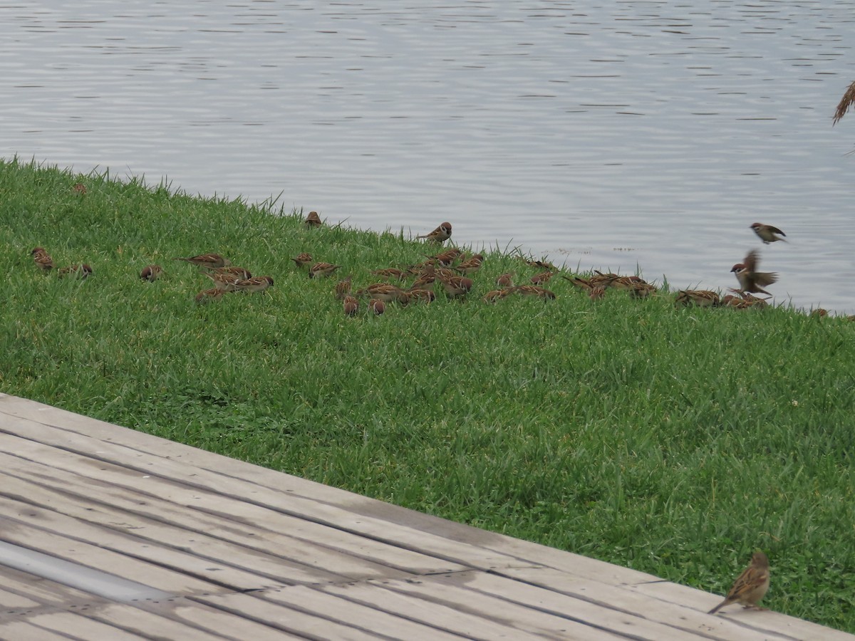 Gorrión Molinero - ML645146241