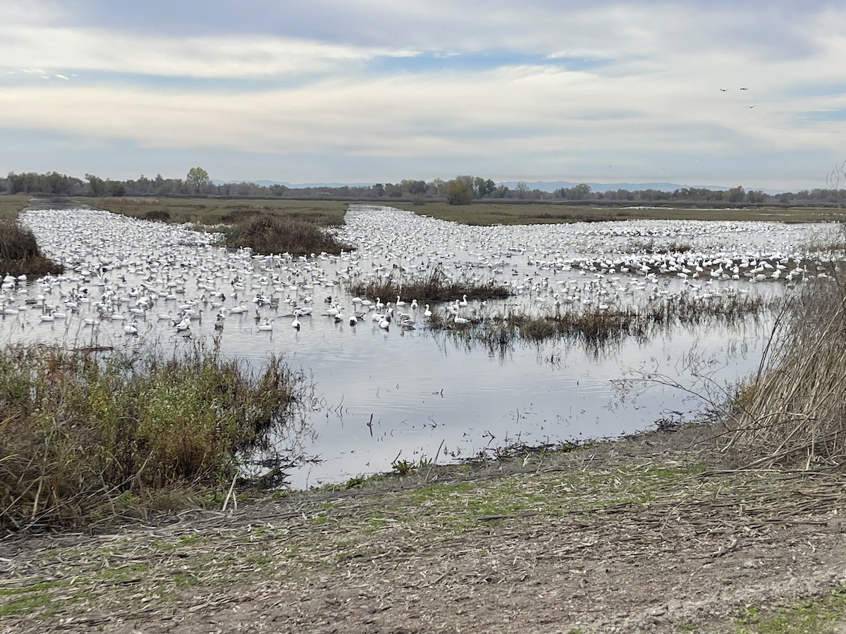 Snow Goose - ML645146263