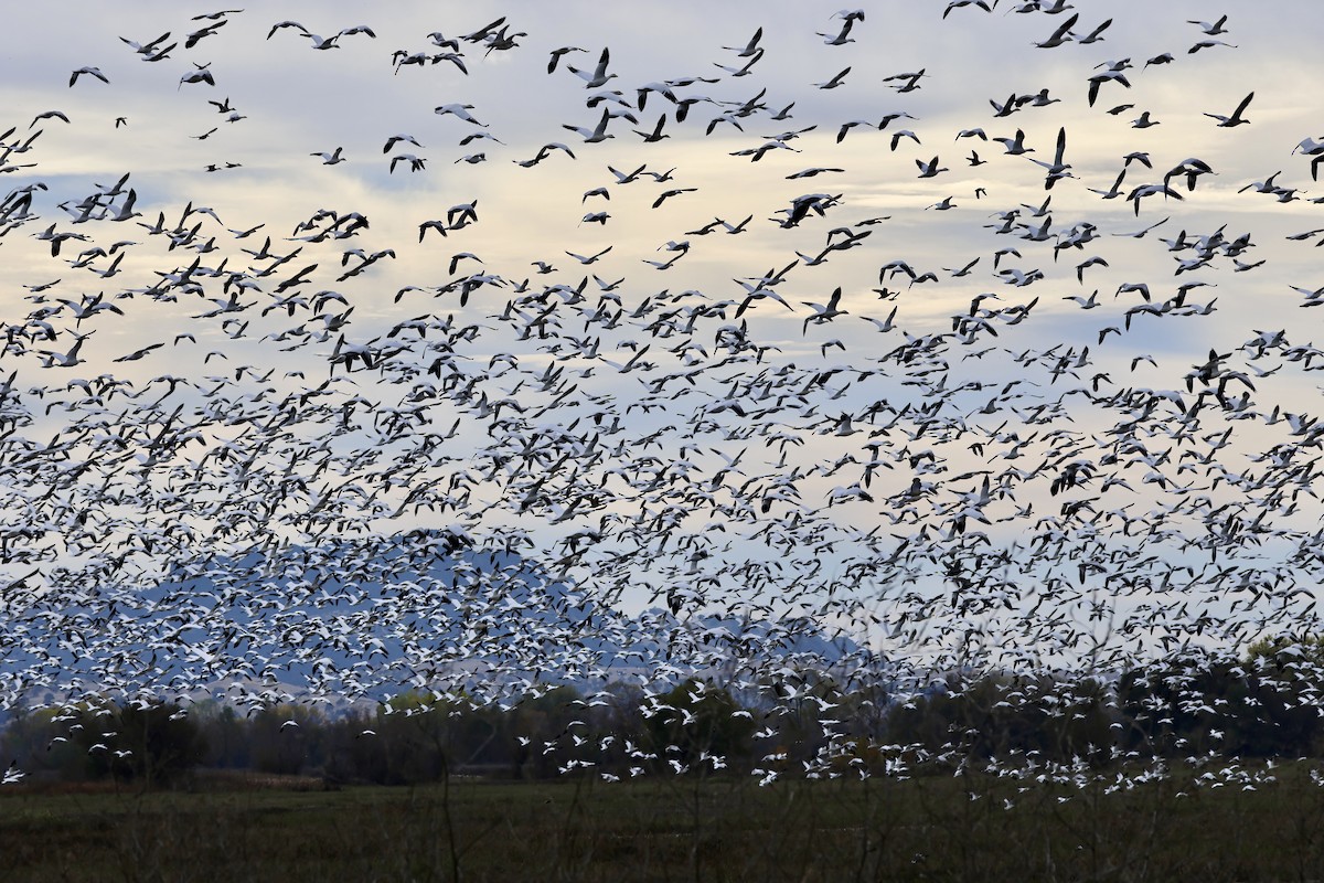 Snow Goose - ML645146264